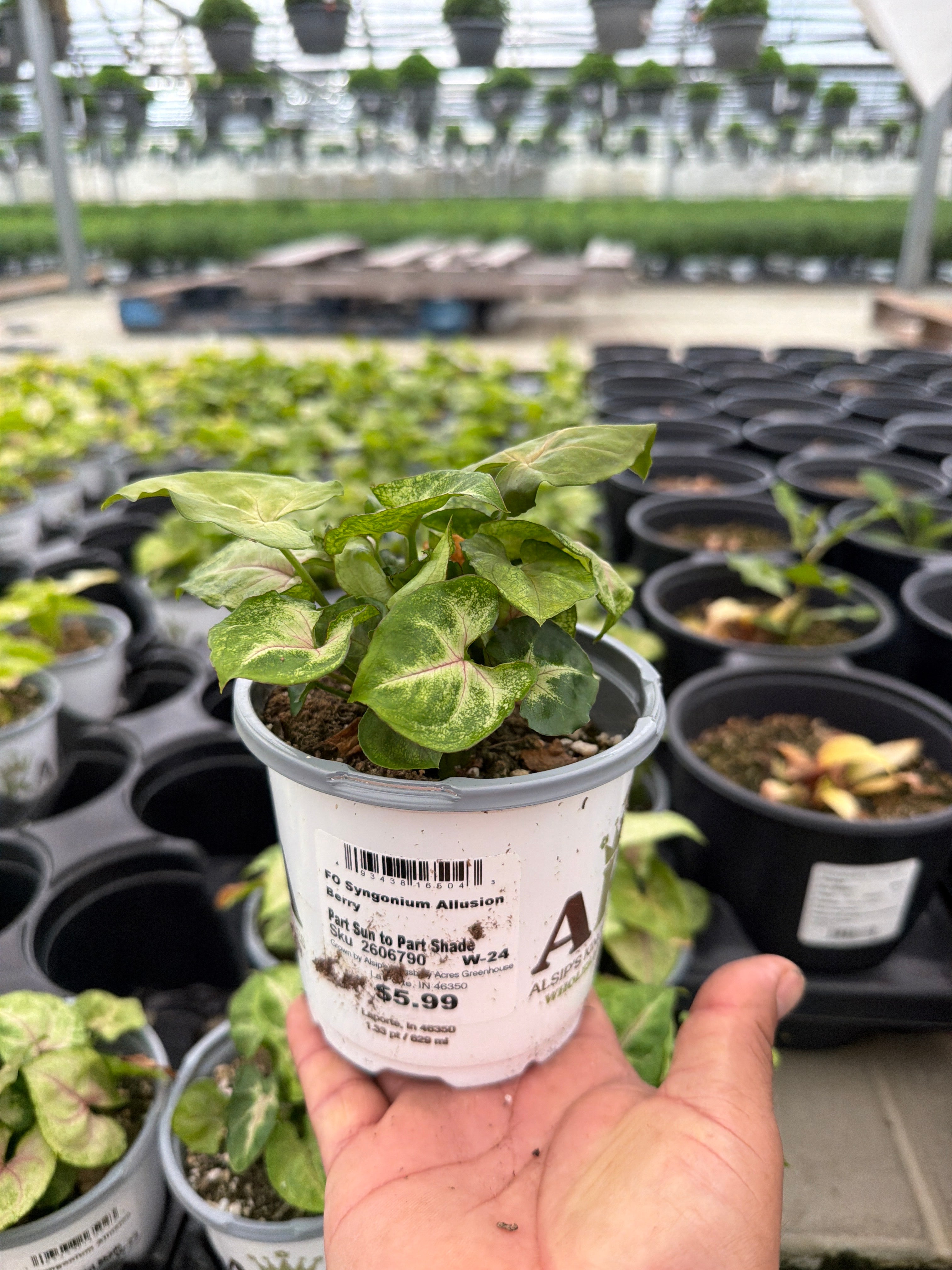Berry Allusion Arrowhead Plant - Syngonium podophyllum - 4" Pot