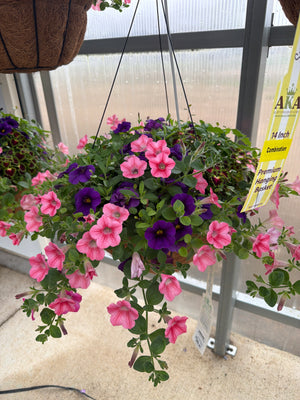 505 Iguazu - 14" Coco Hanging Basket