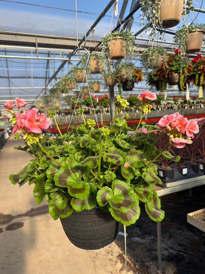 Geranium Dynamo Salmon - 11" Hanging Basket