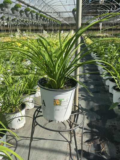 Hemerocallis Daylily Stella Supreme