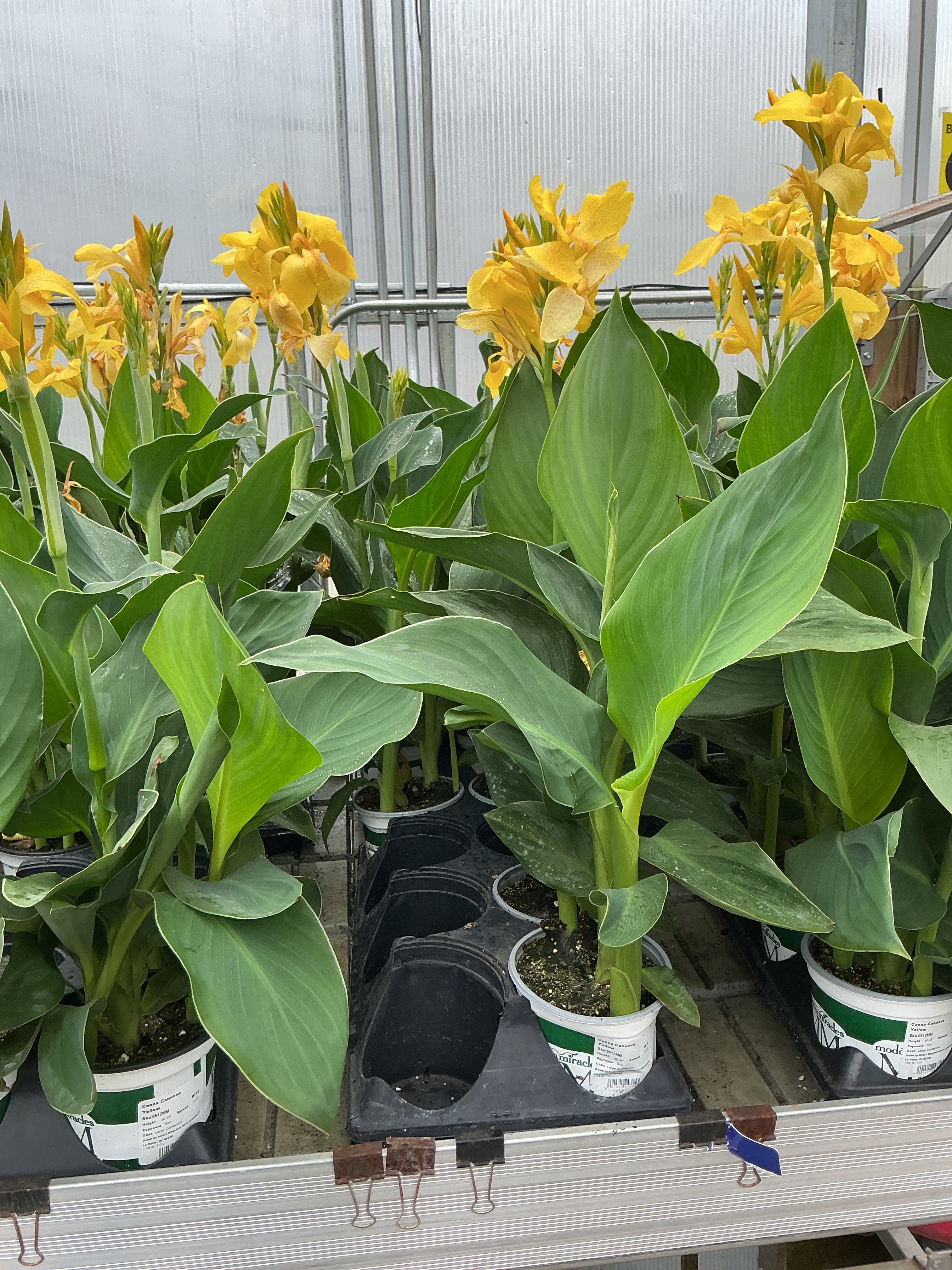 Canna Cannova Yellow - 5" Premium Thriller Annual