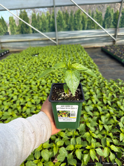 Pepper Better Belle V - 4" Potted Vegetable