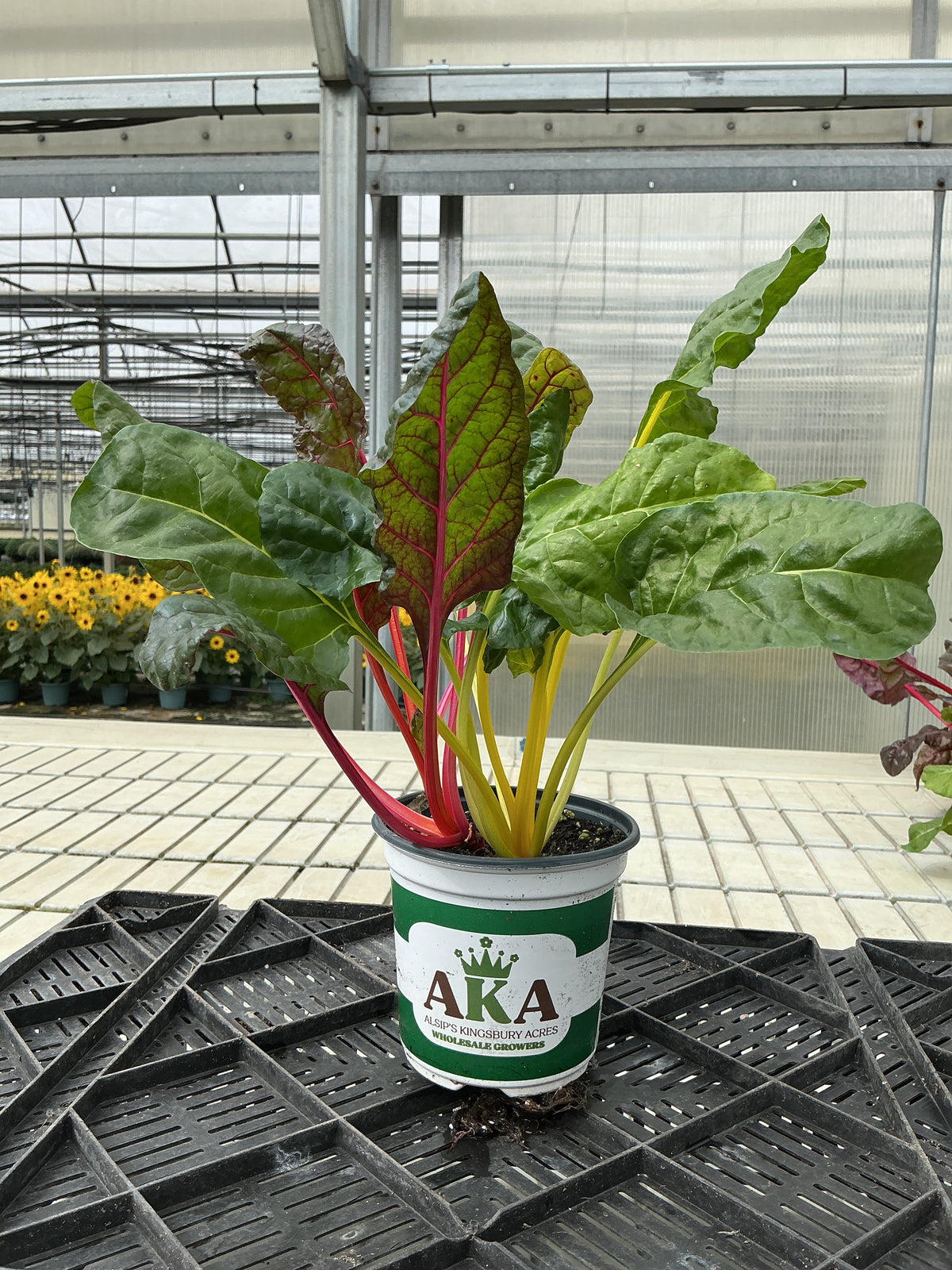 Bright Lights Mix Swiss Chard - 5" Fall Annual