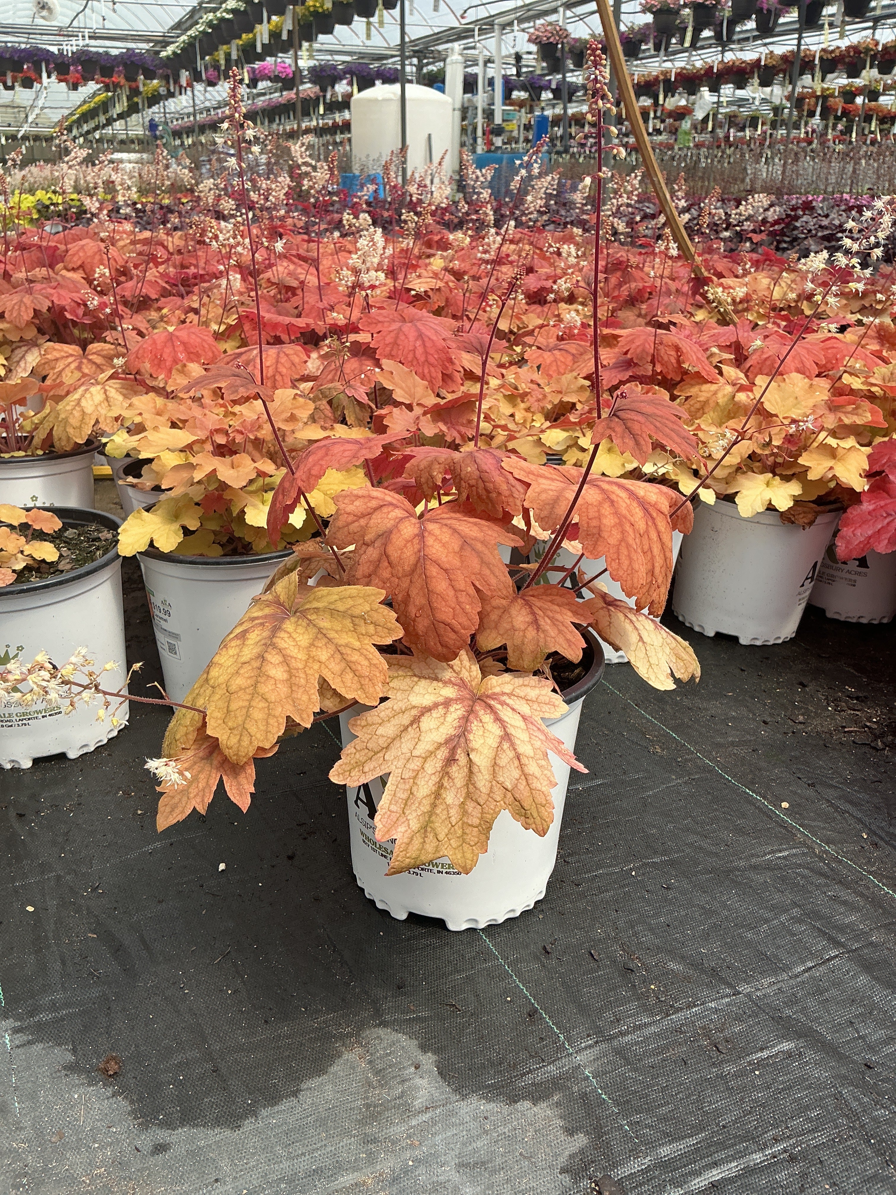 Heuchera Coral Bell Caramel