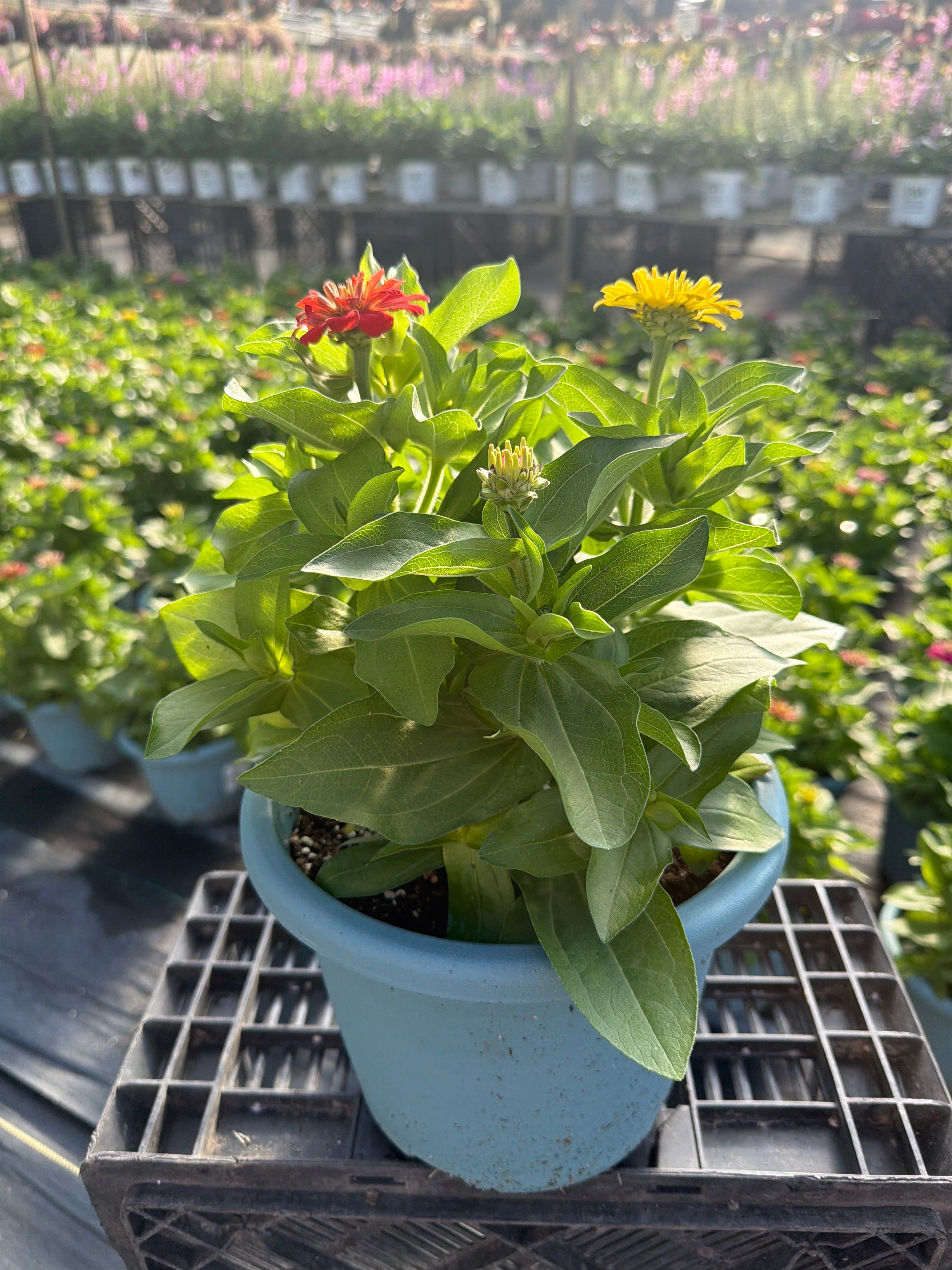 Zinnia Mix 2 - 8" Planter