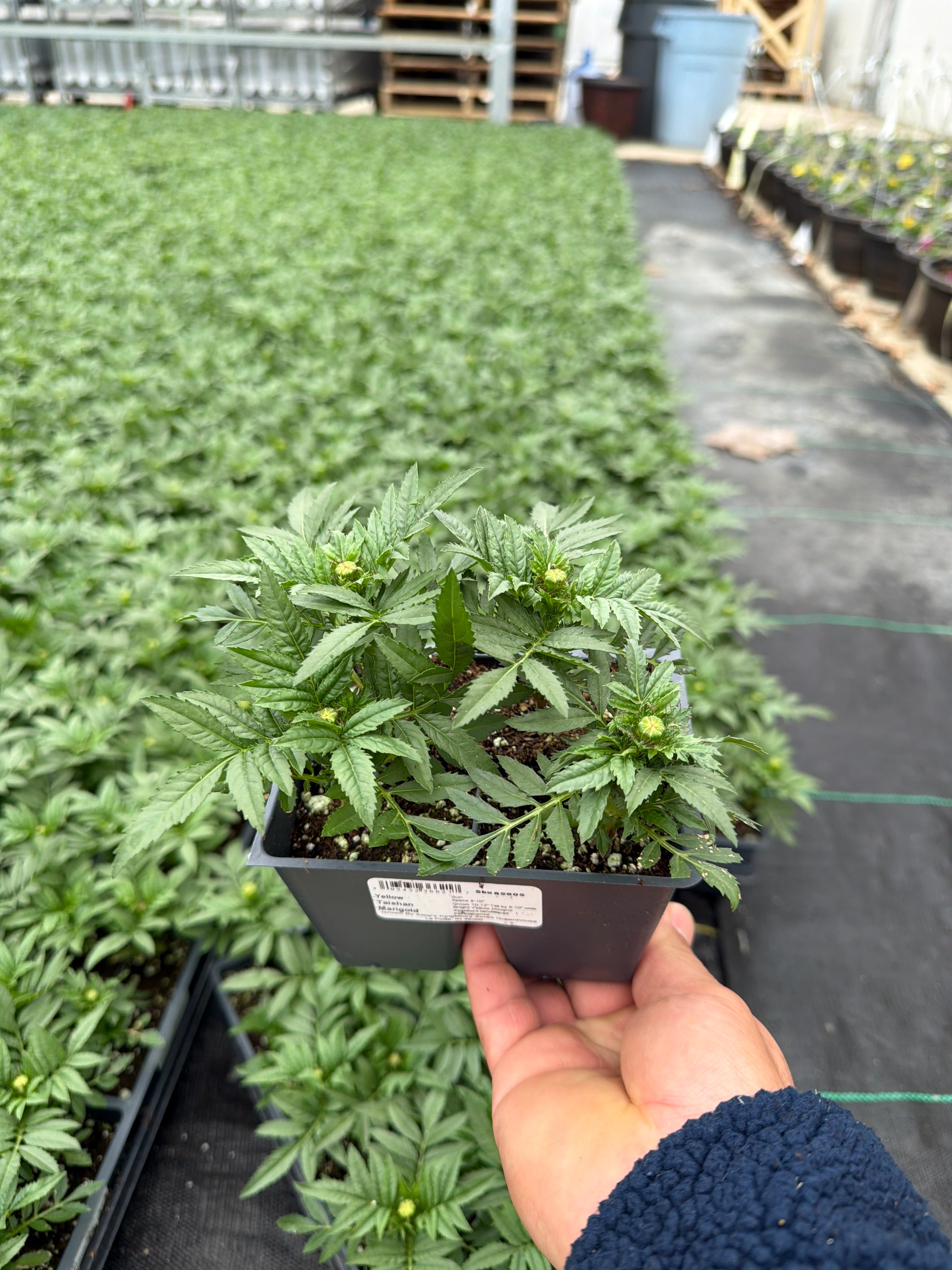 Marigold Taishon Yellow - 4 Pack Annual