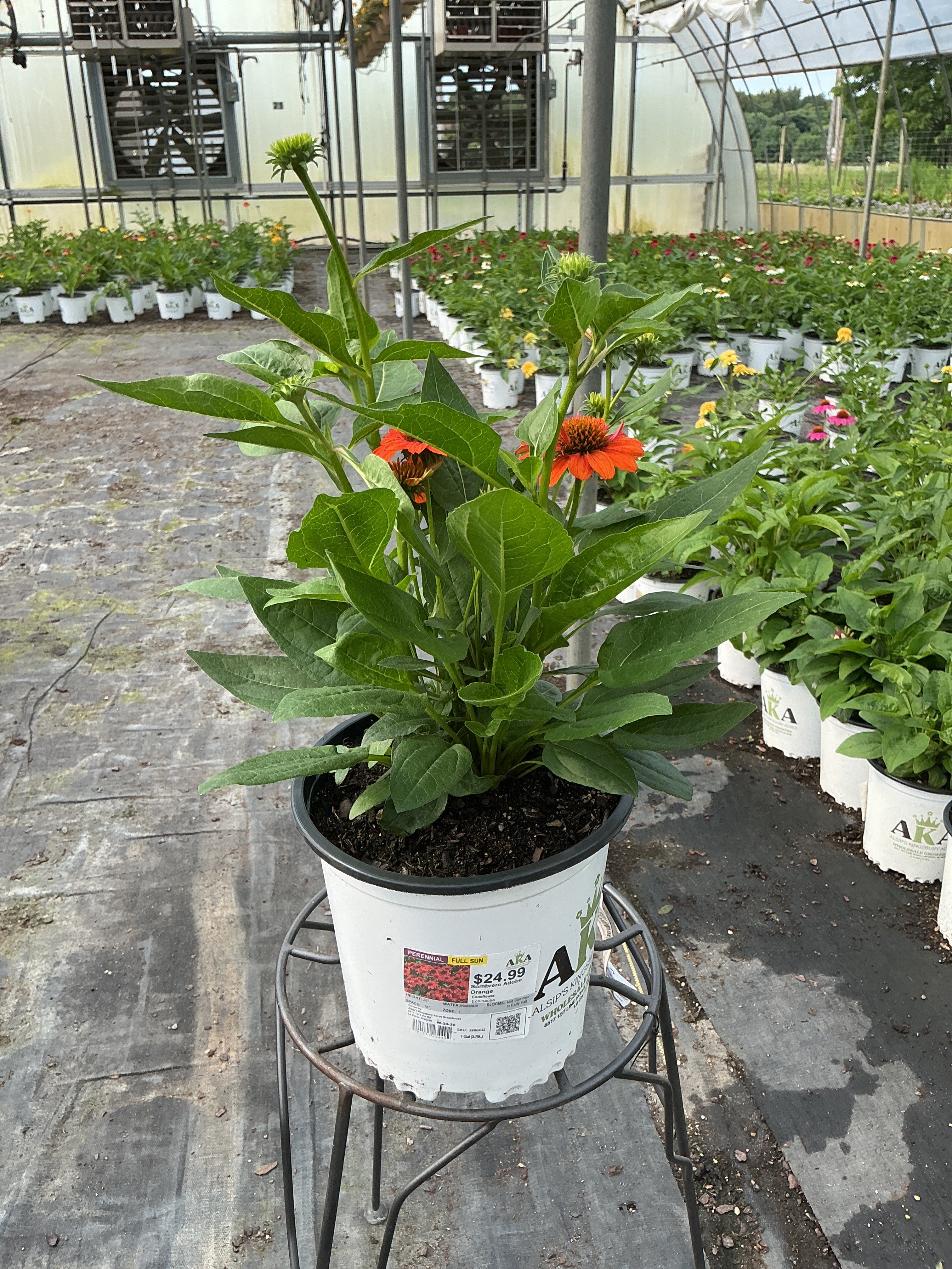 Echinacea Coneflower Sombrero Adobe Orange
