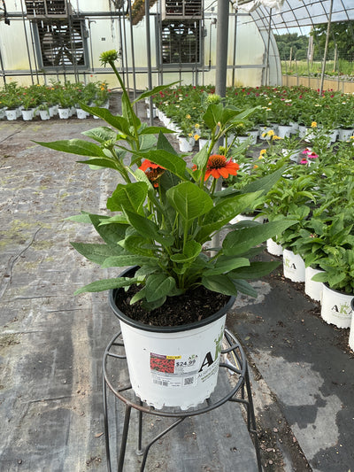 Echinacea Coneflower Sombrero Adobe Orange