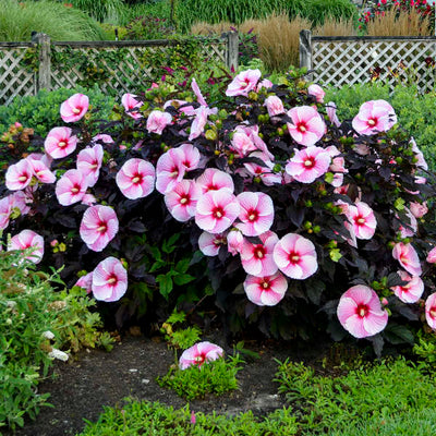 Hibiscus Rose Mallow Starry Starry Night