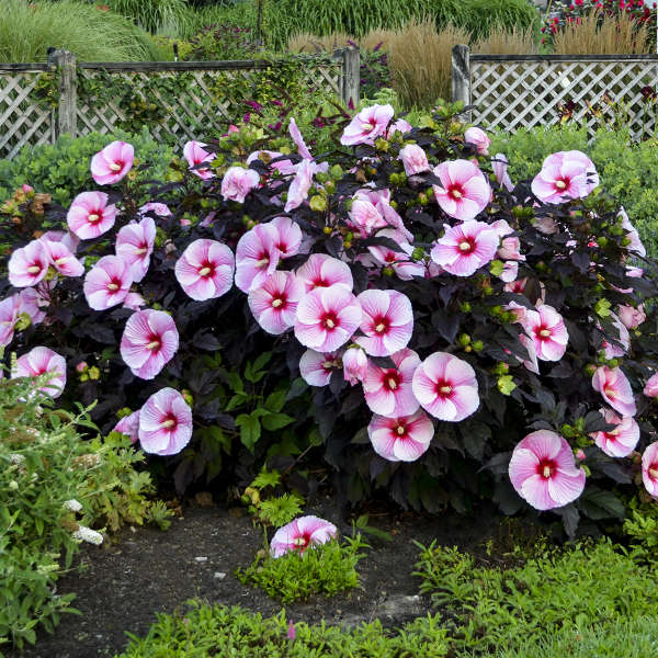 Hibiscus Rose Mallow Starry Starry Night