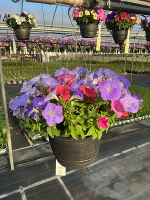 Petunia Easy Wave Mix Formula - 11" Hanging Basket