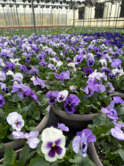 Pansy Lavender Blue Shades - 12" Bowl Planter