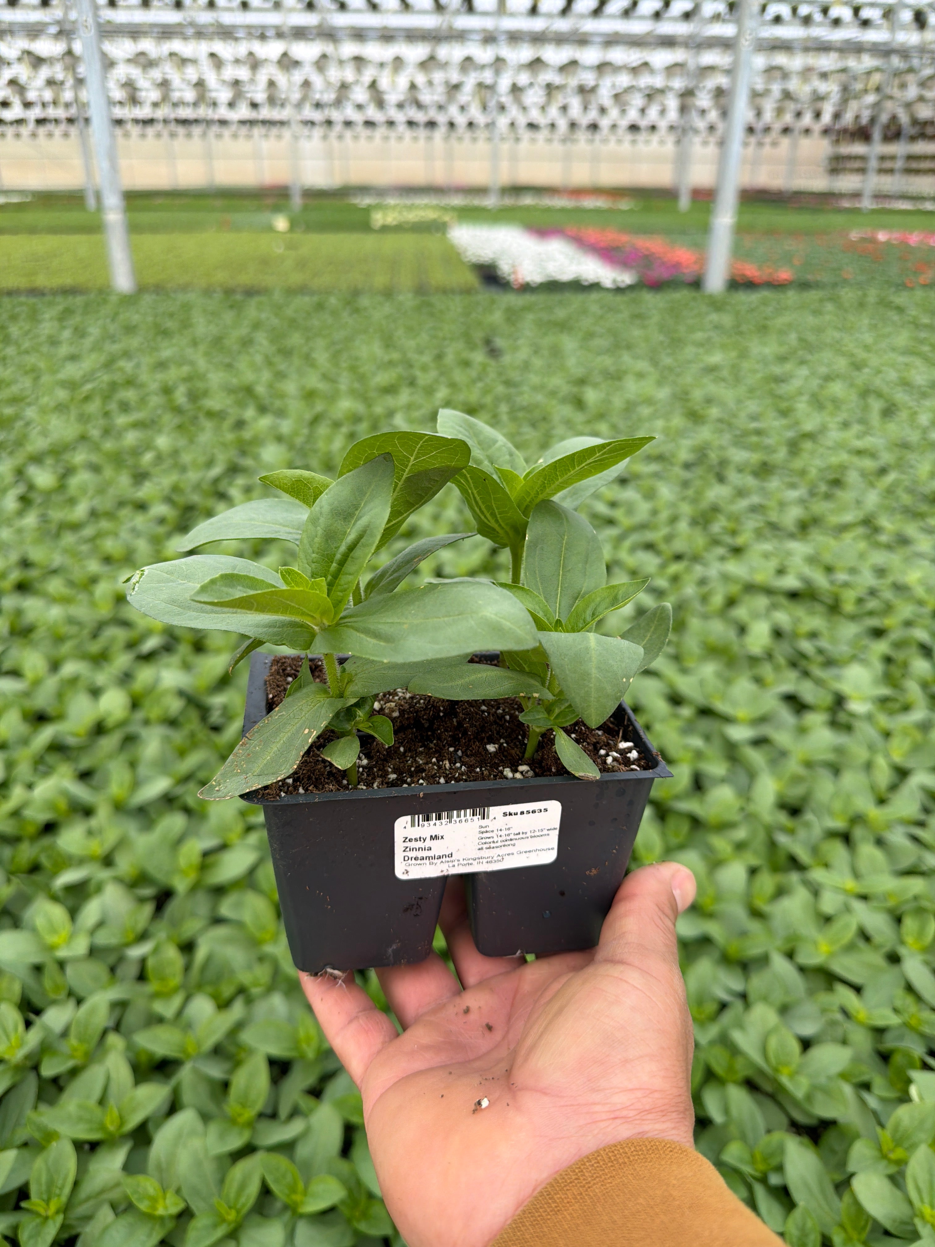 Zinnia Dreamland Zesty Mix - 4 Pack Annual