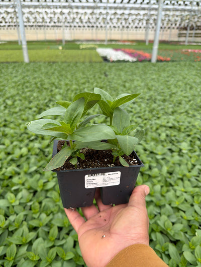 Zinnia Dreamland Zesty Mix - 4 Pack Annual