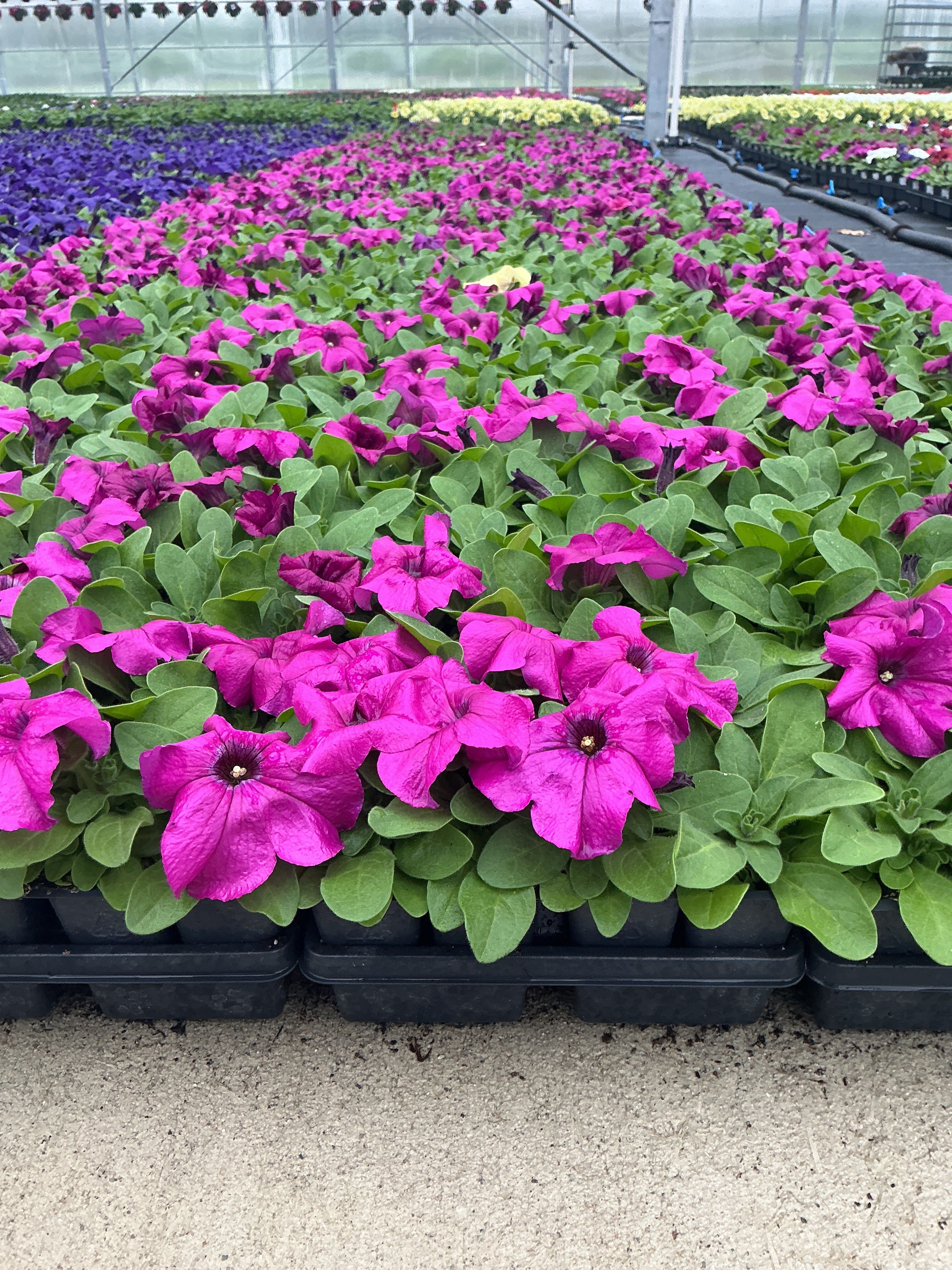 Petunia Pretty Grand Purple - 4 Pack Annual