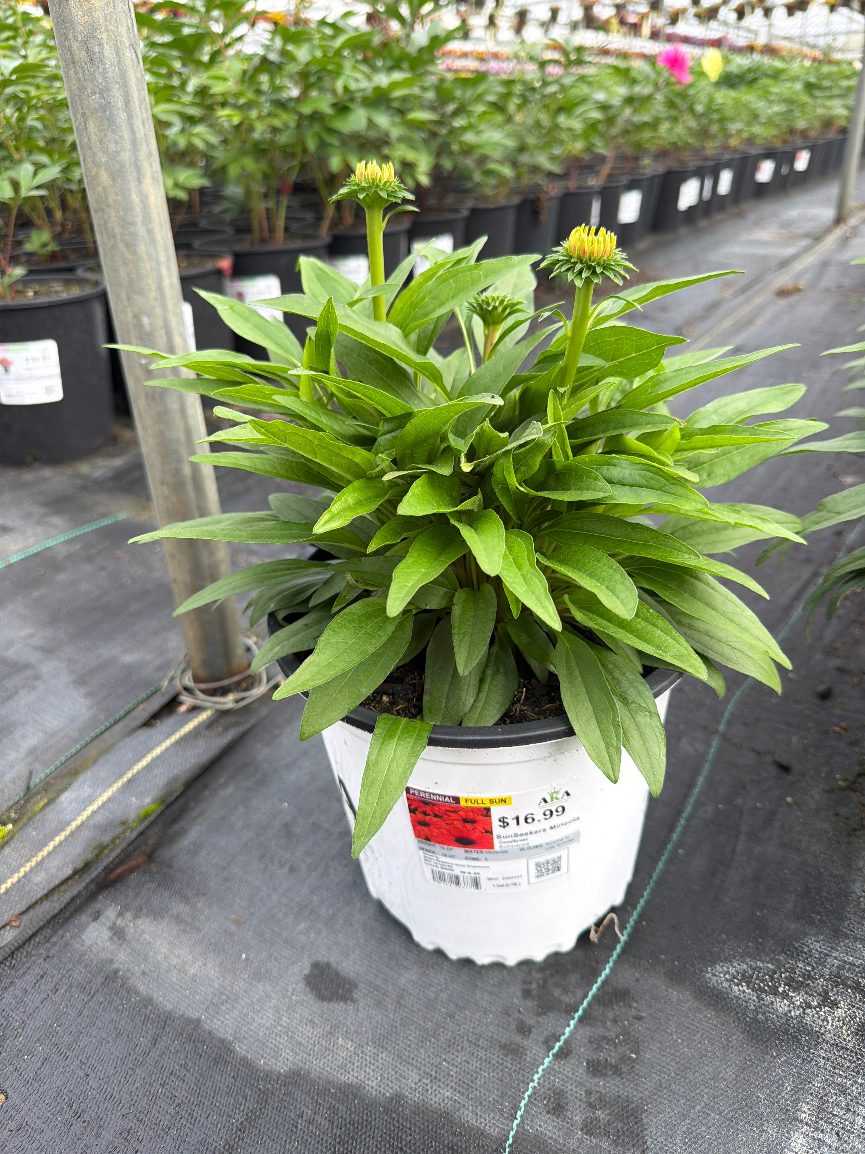 Echinacea Coneflower SunSeekers Mineola