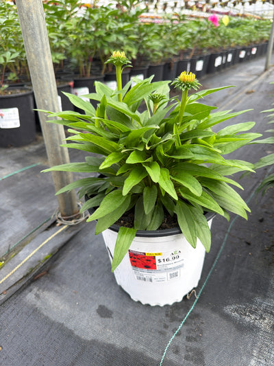 Echinacea Coneflower SunSeekers Mineola