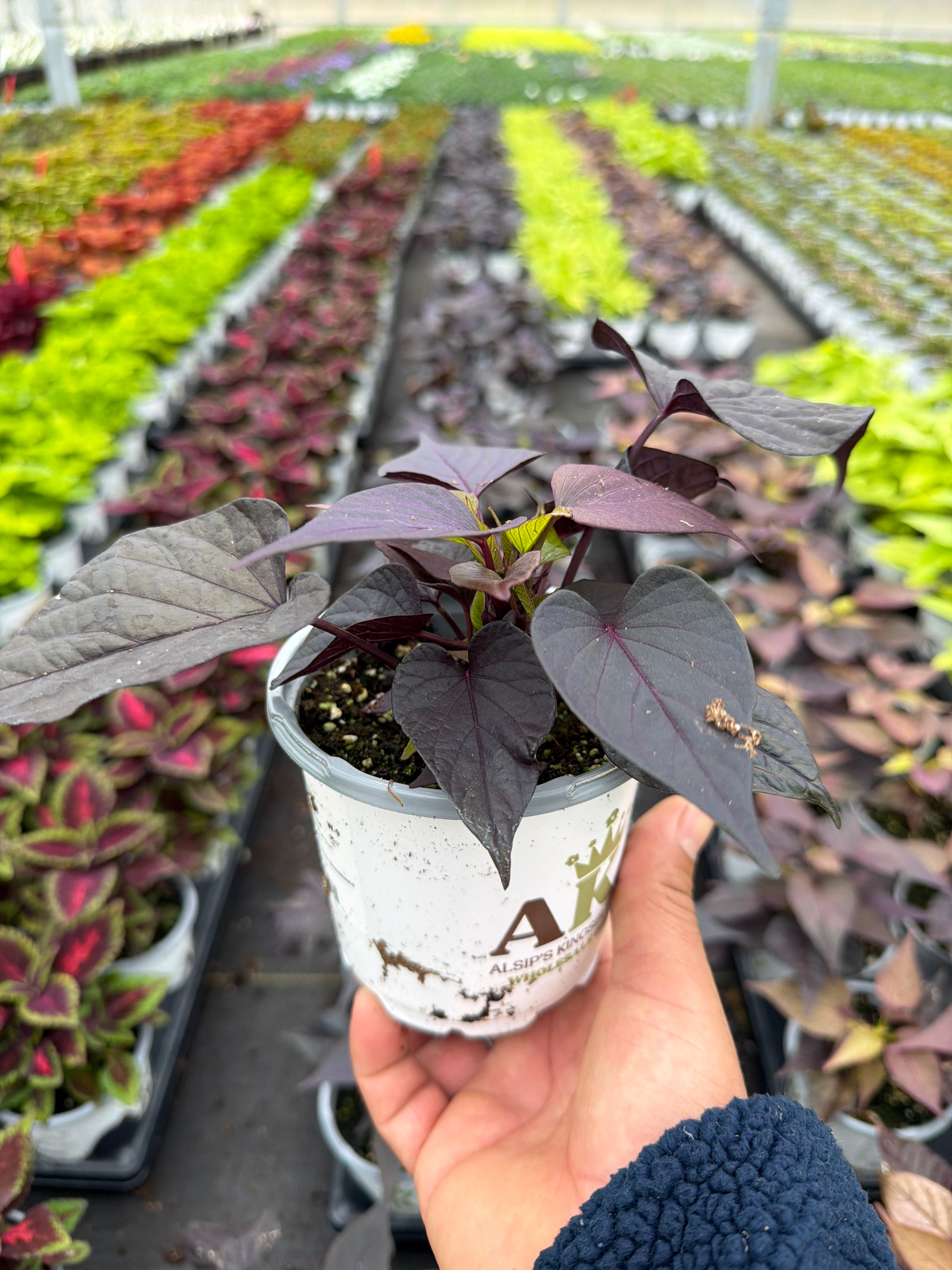 Ipomoea FloraMia Cameo - 4.33" Premium Annual