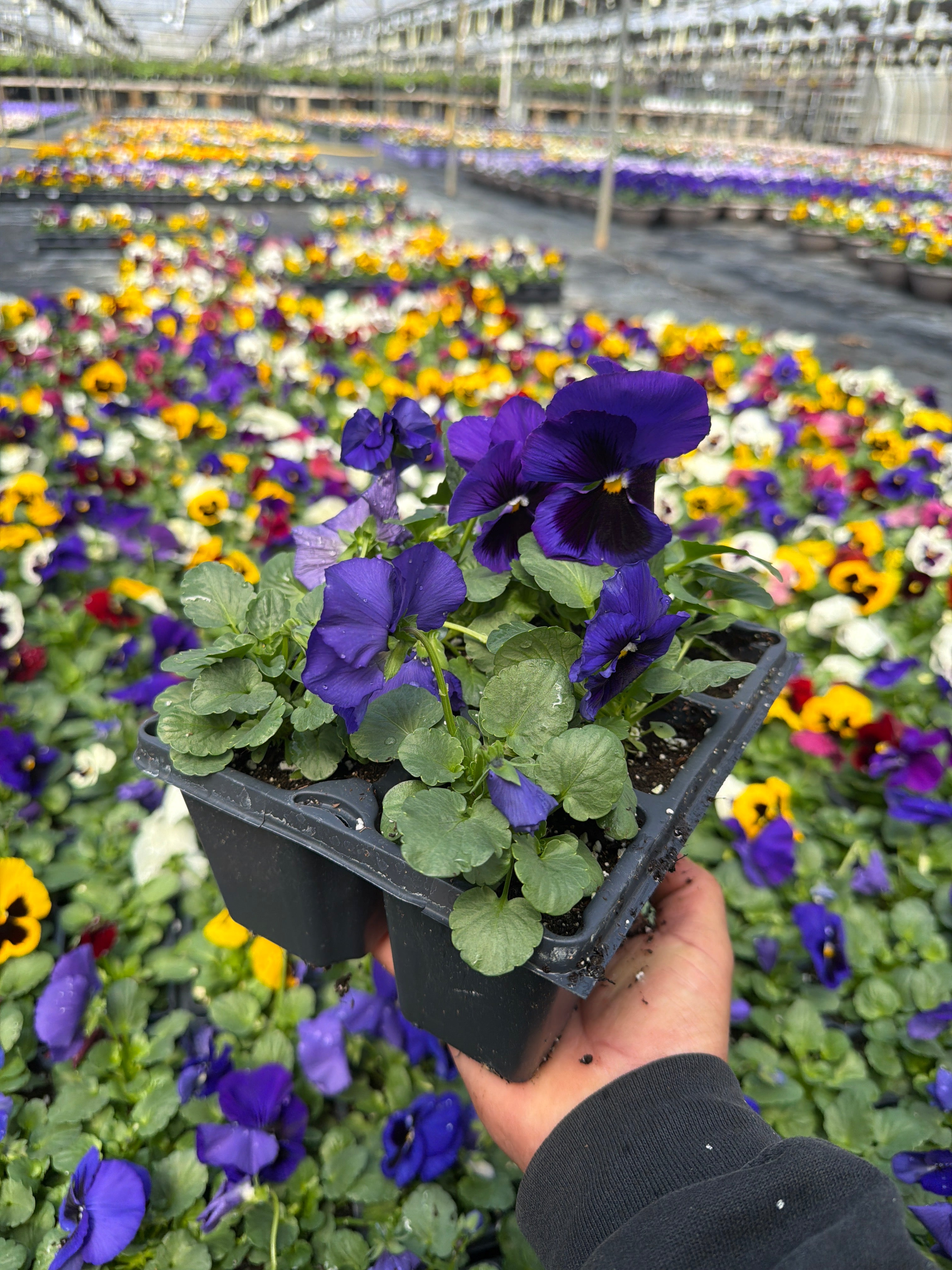 Pansy Delta Pro Deep Blue Blotch - 6 Pack Annual