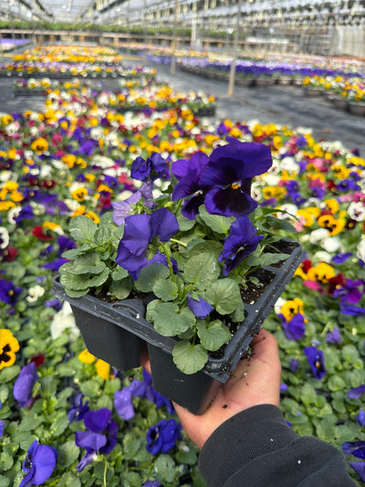 Pansy Delta Pro Deep Blue Blotch - 6 Pack Annual
