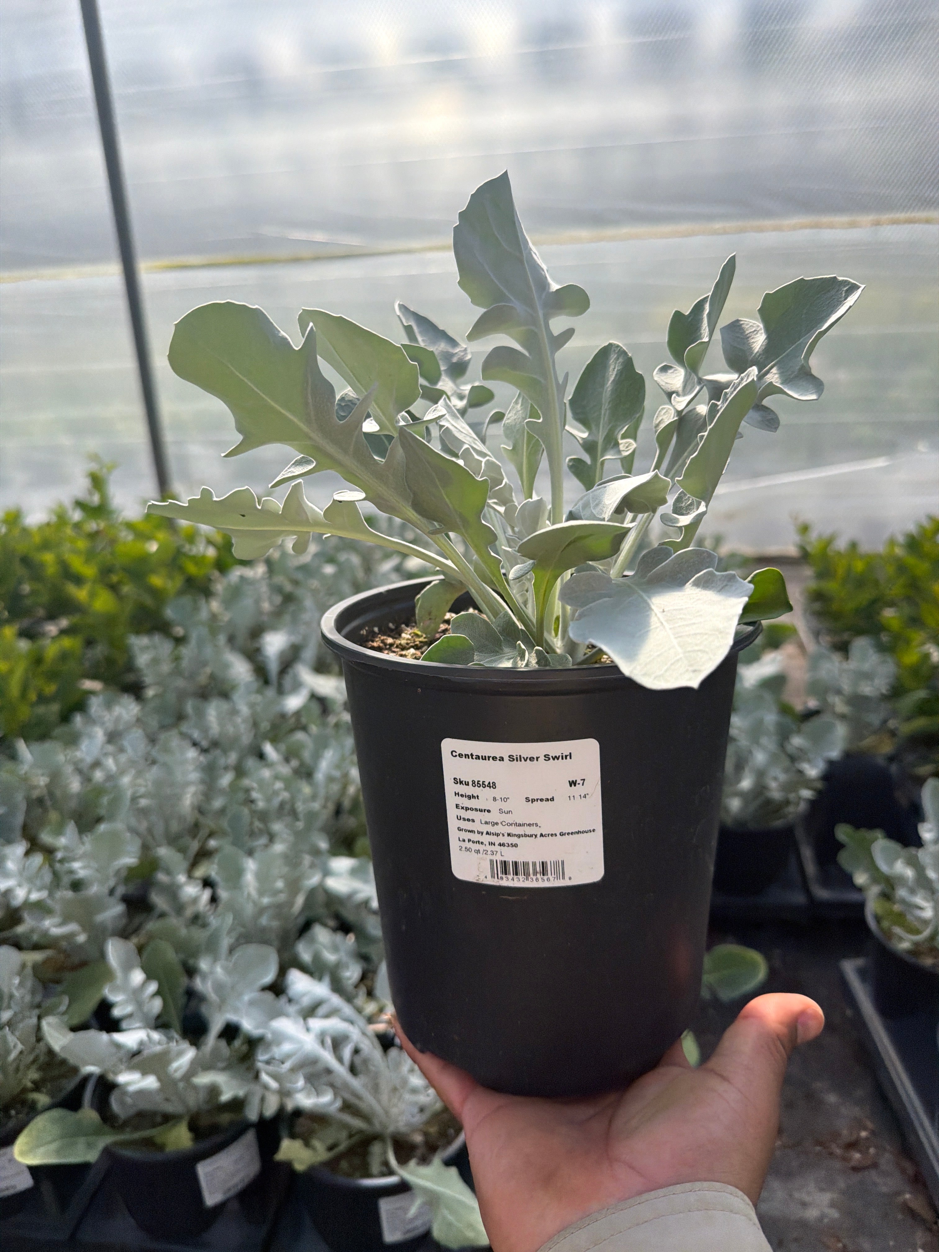 Centaurea Silver Swirl - 6.3" Premium Thriller Annual