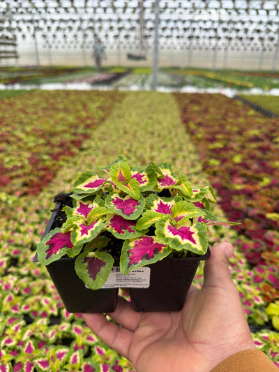 Coleus Wizard Rose - 4 Pack Annual