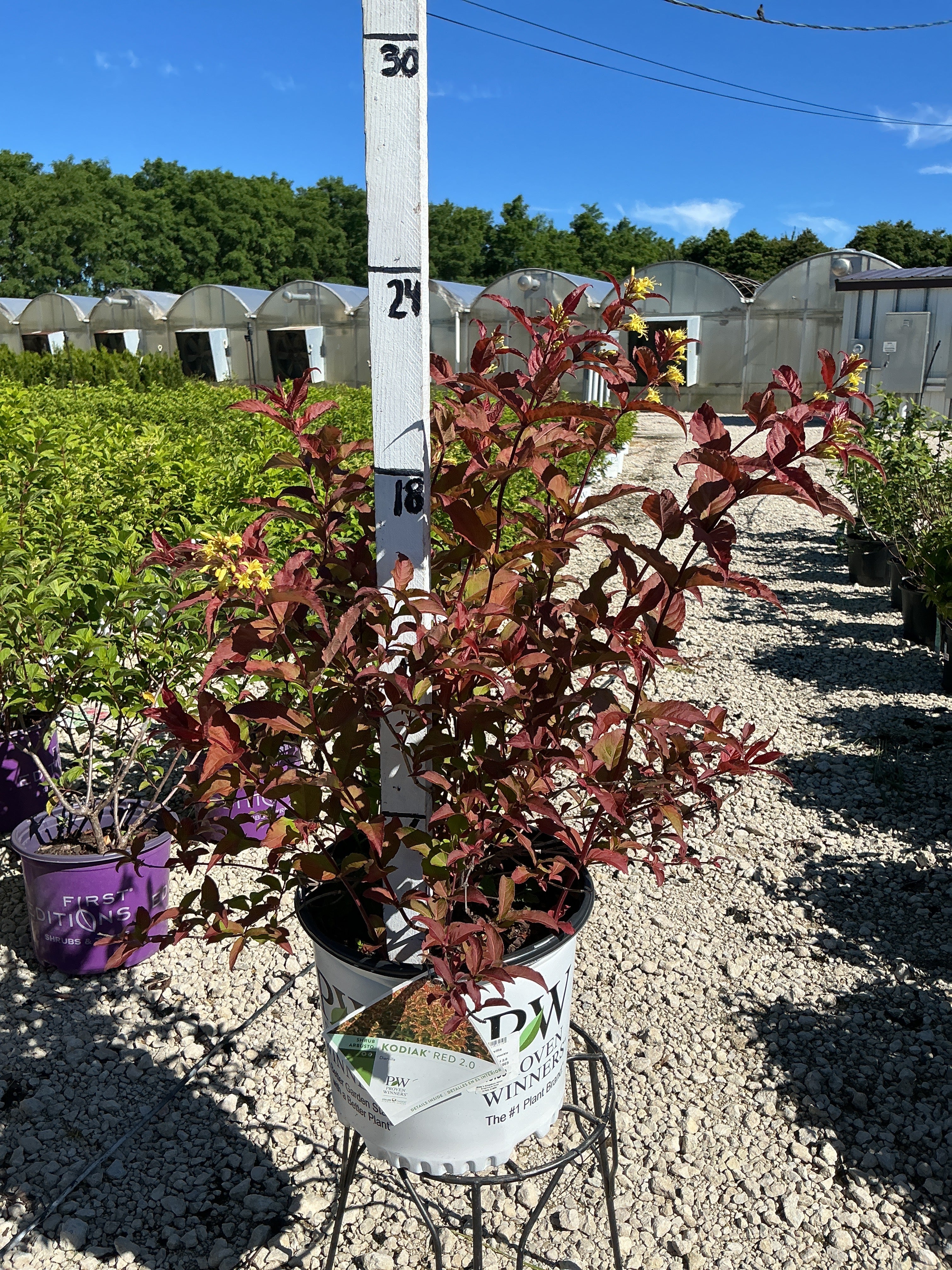 Diervilla Kodiak Red 2.0