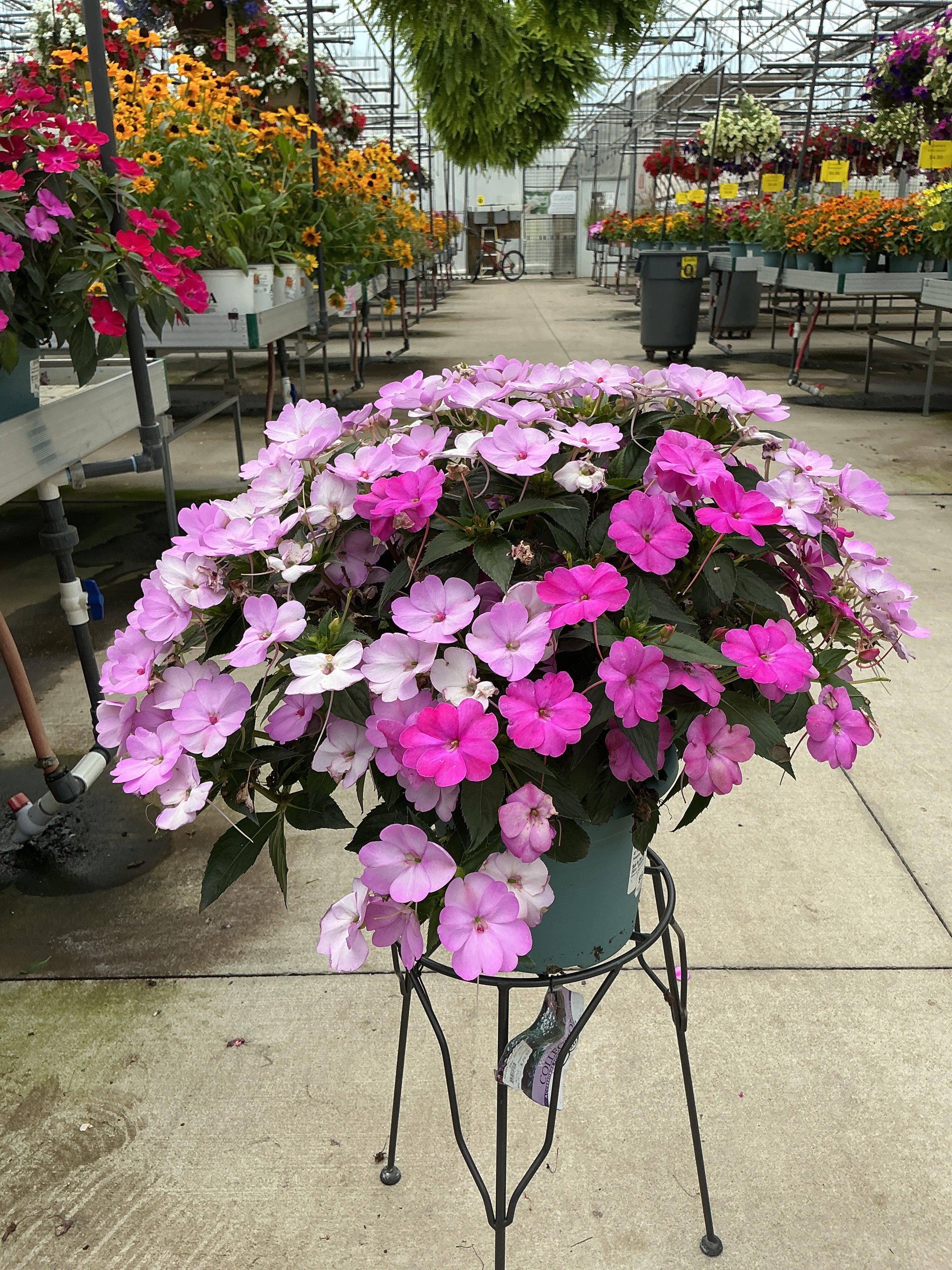 SunPatiens Happy Days Mix - 8" Planter