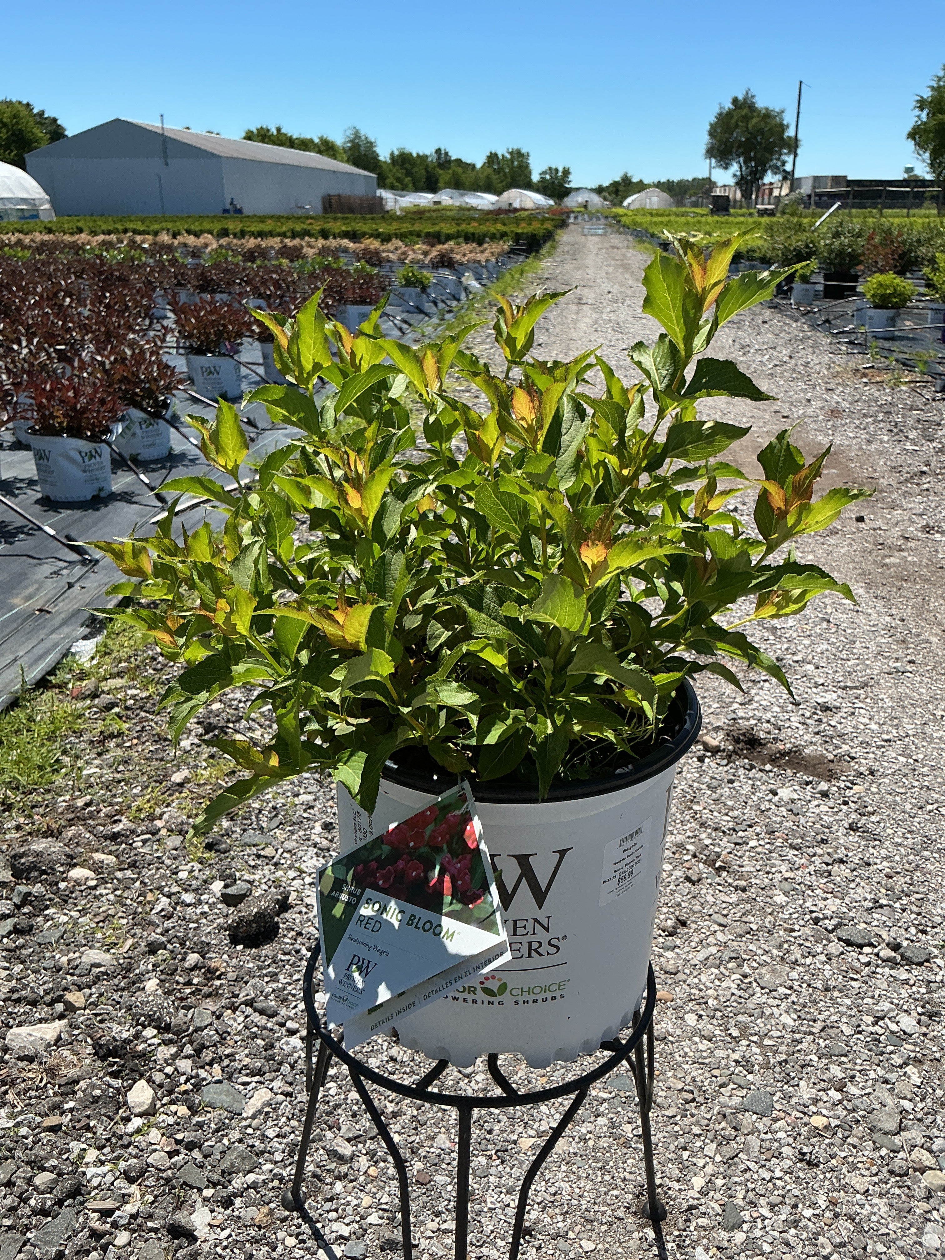 Weigela Sonic Bloom Red
