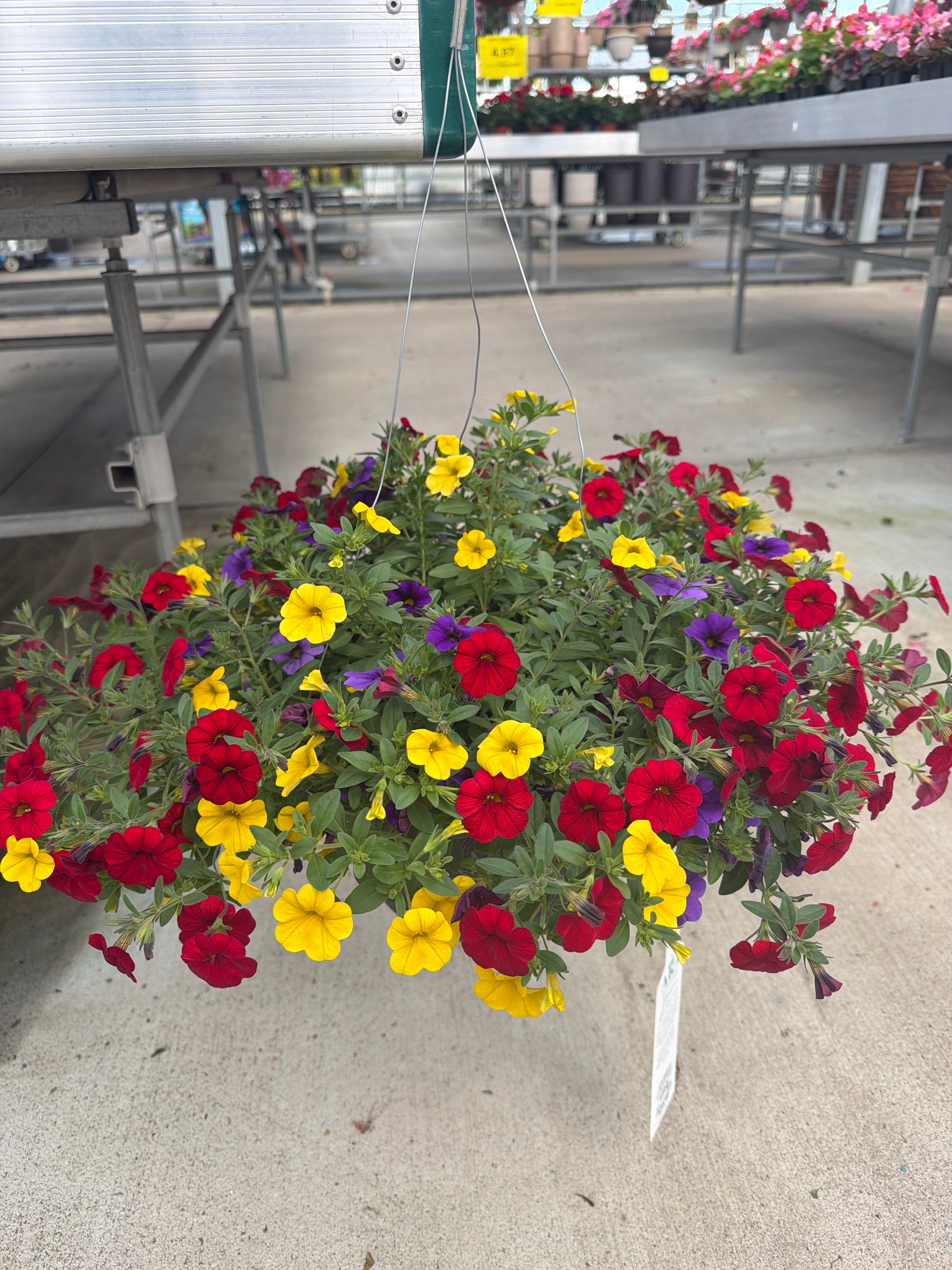 205 Calibrachoa Sprinkles on Top - 11" Hanging Basket