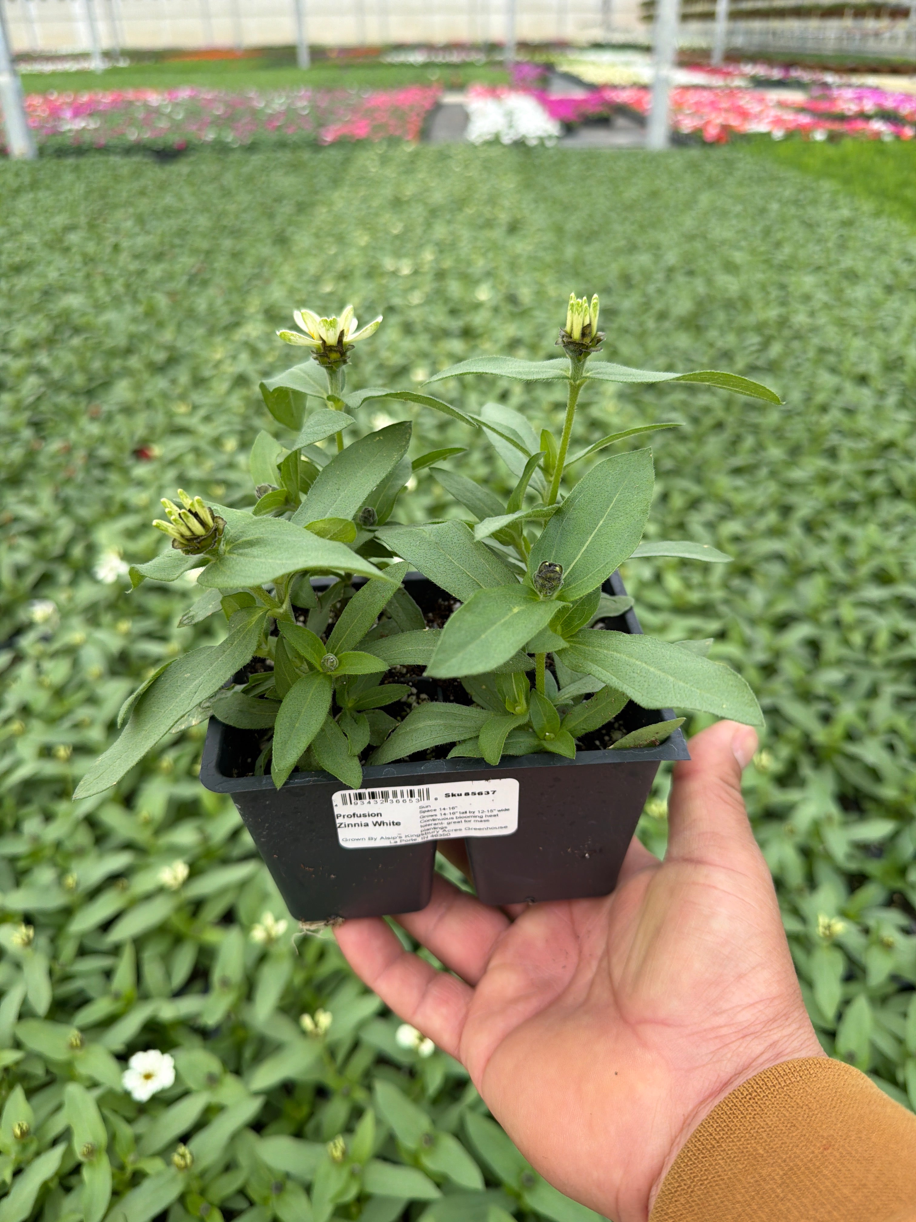 Zinnia Profusion White - 4 Pack Annual