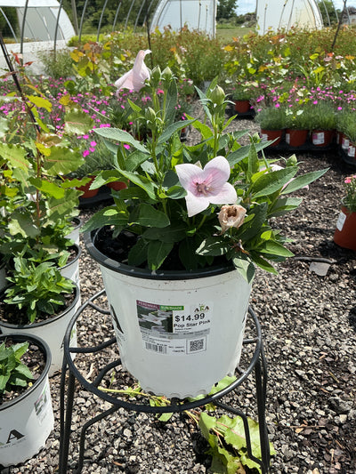 Platycodon Balloon Flower Pop Star Pink