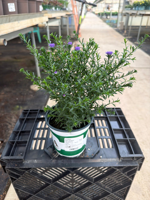 Blue Dragon Aster - 5" Fall Asters