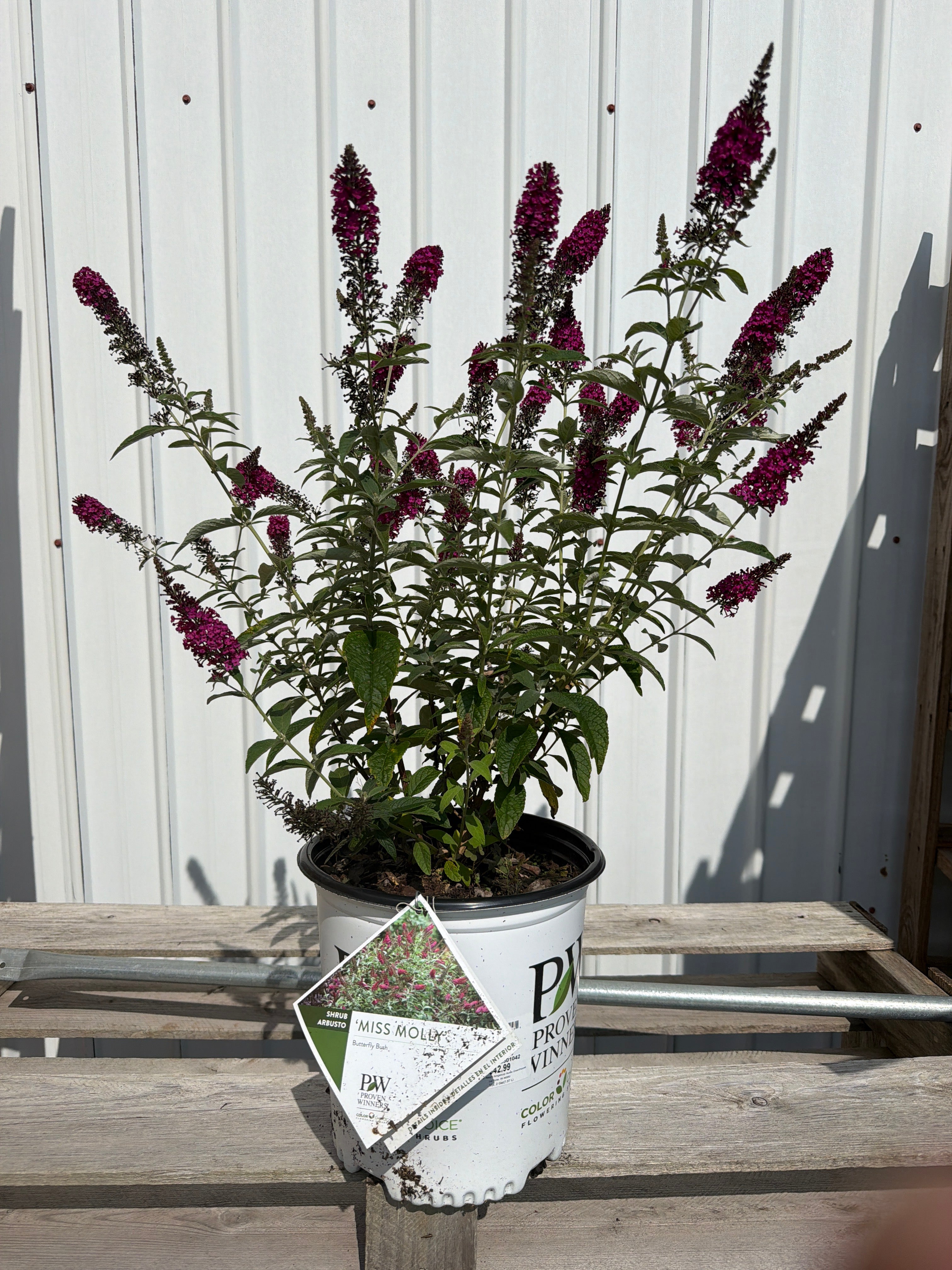 Buddleia Miss Molly