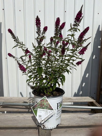 Buddleia Miss Molly