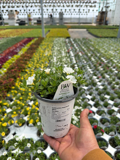 Calibrachoa Superbells White - 4.25" Proven Winners Annual