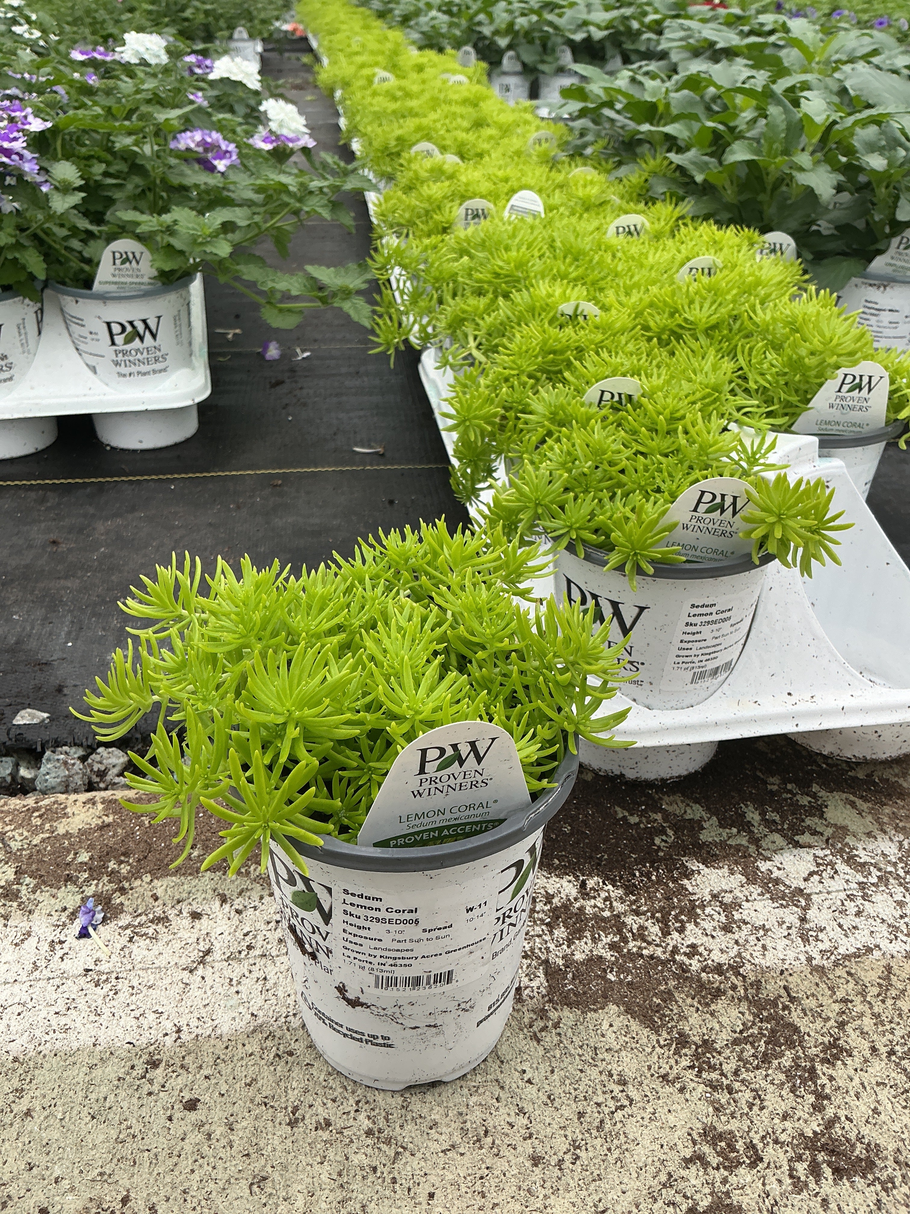 Sedum Lemon Coral - 4.25" Proven Winners Annual