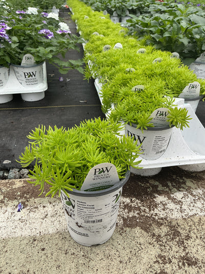 Sedum Lemon Coral - 4.25" Proven Winners Annual