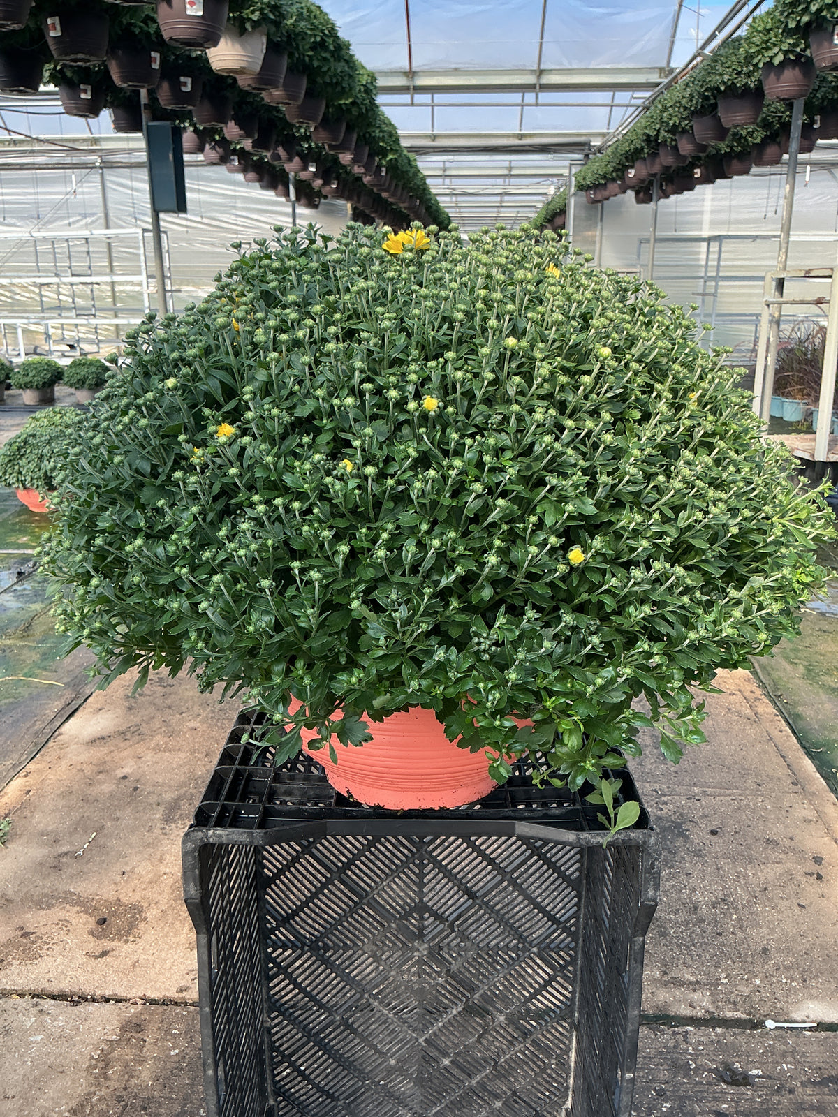Jacqueline Tricolor Garden Mum (Mix 1) - 12" Fall Bowl Planter