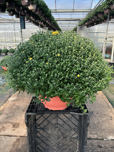 Jacqueline Tricolor Garden Mum (Mix 1) - 12" Fall Bowl Planter