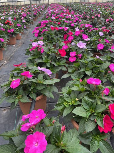 SunPatiens Happy Days Mix - 8" Planter