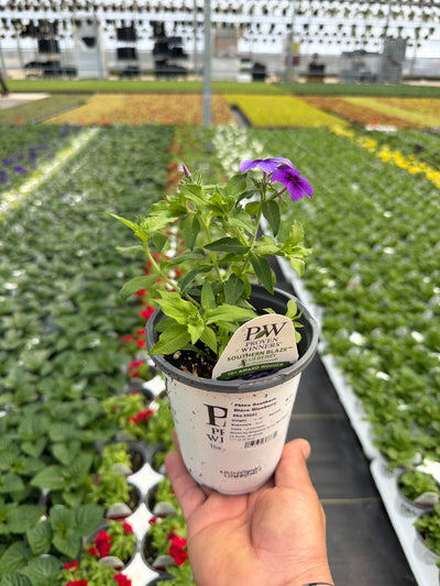 Phlox Southern Blaze Blueberry - 4.25" Proven Winners Annual