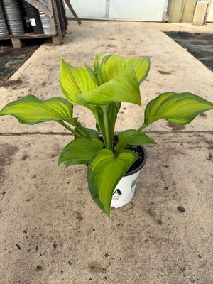 Hosta Plantain Lily Guacamole