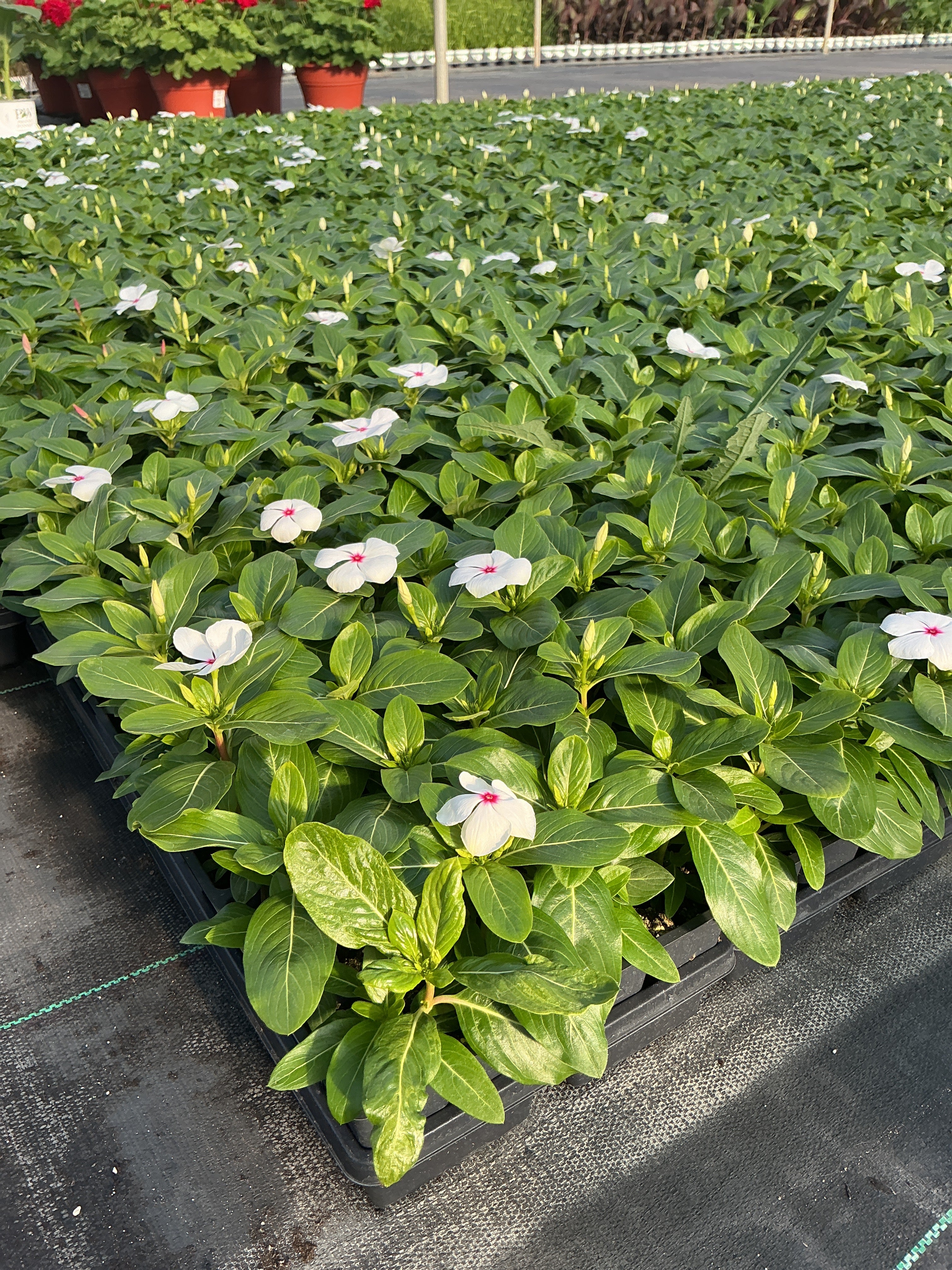 Vinca Titan Polka Dot - 4 Pack Annual