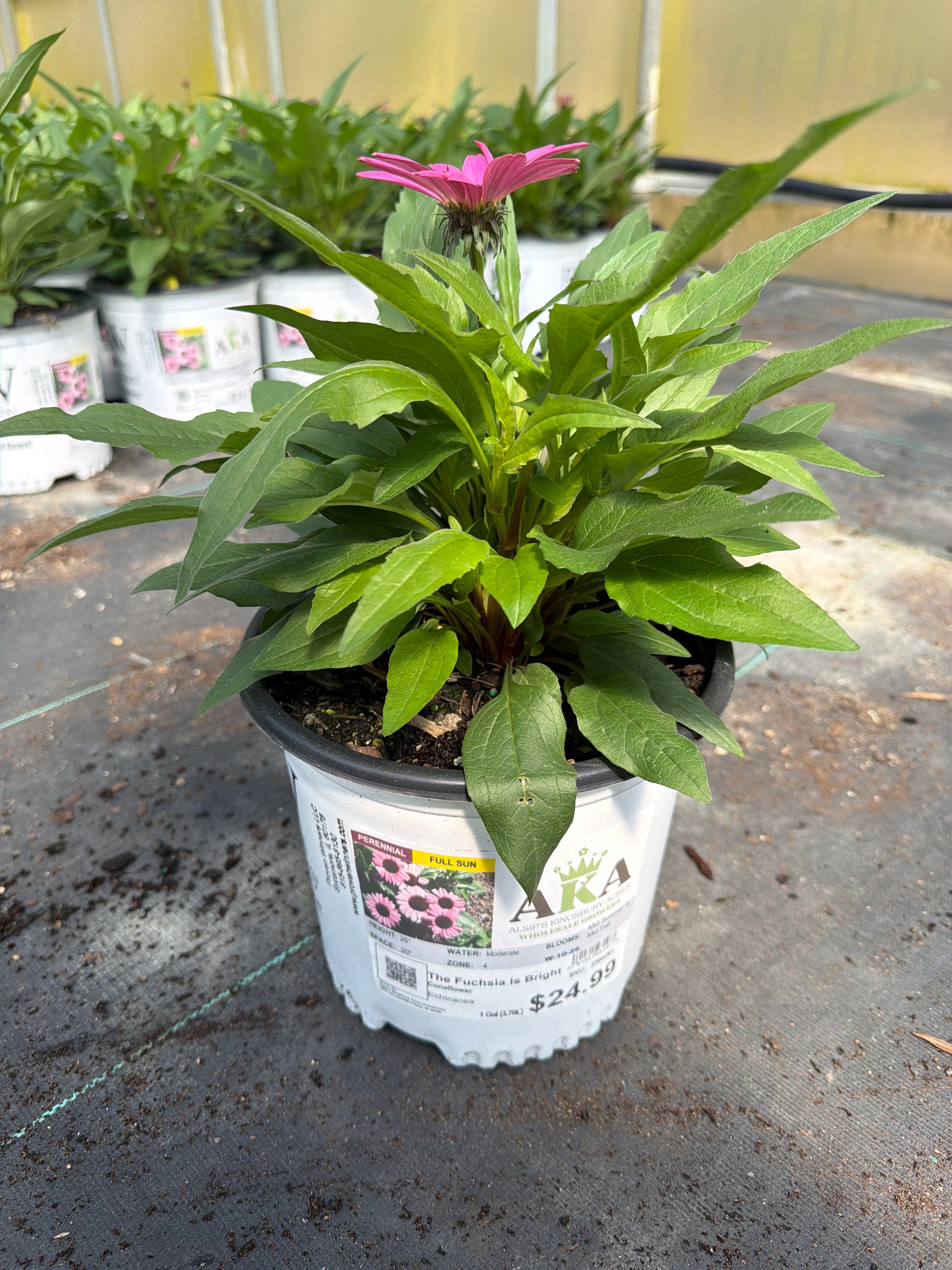 Echinacea Coneflower Color Coded The Fuchsia Is Bright