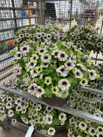 Petunia Amazonas Plum Cockatoo - 11" Hanging Basket