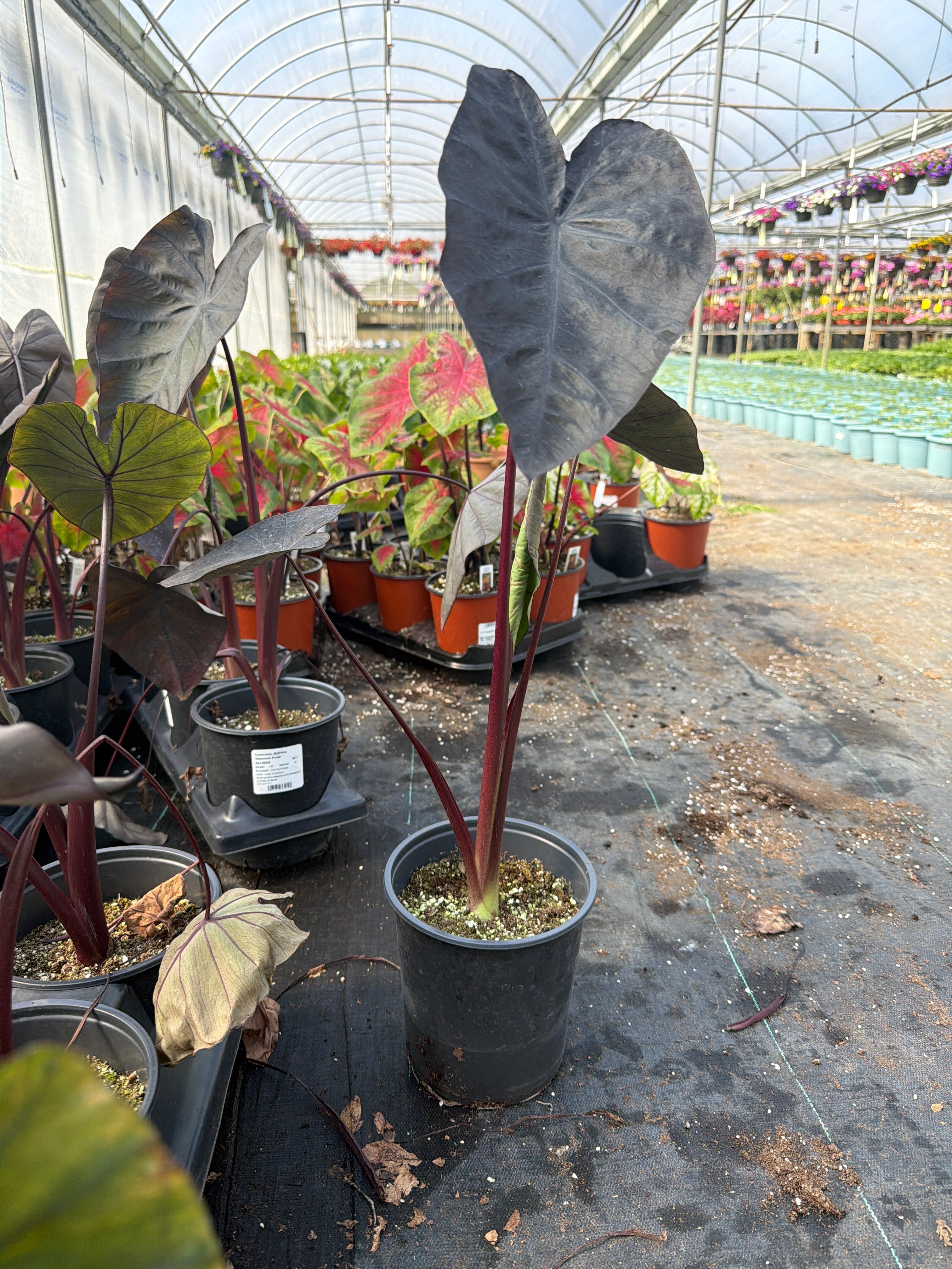Colocasia Royal Hawaiian Diamond Head - 6.3" Premium Thriller Annual