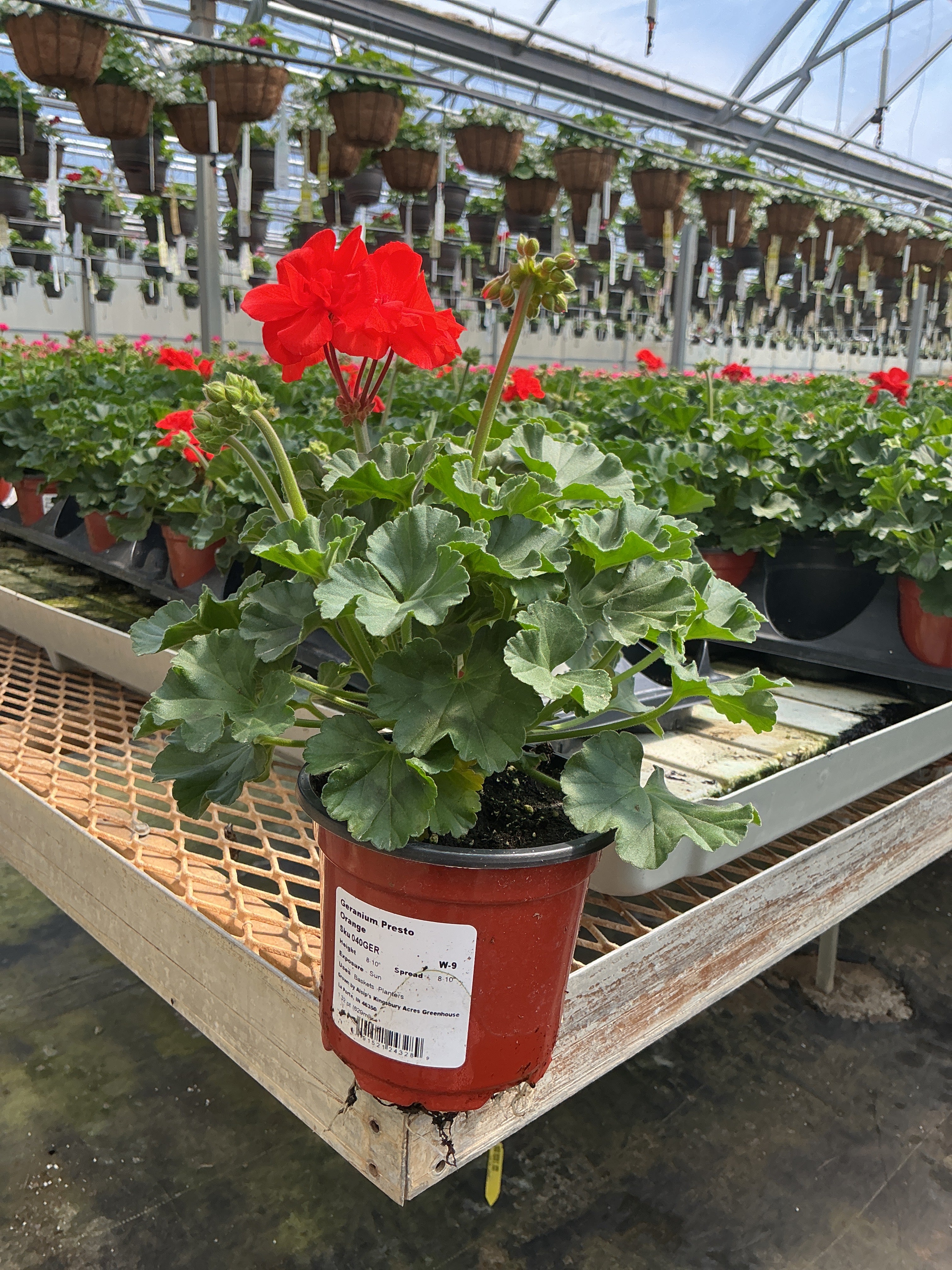Geranium Presto Orange - 4.33" Premium Annual