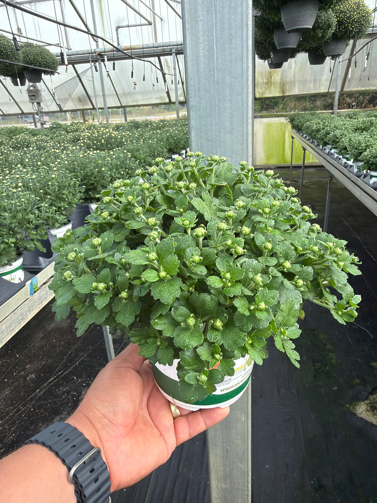 Gigi Gold - 5" Potted Garden Mum