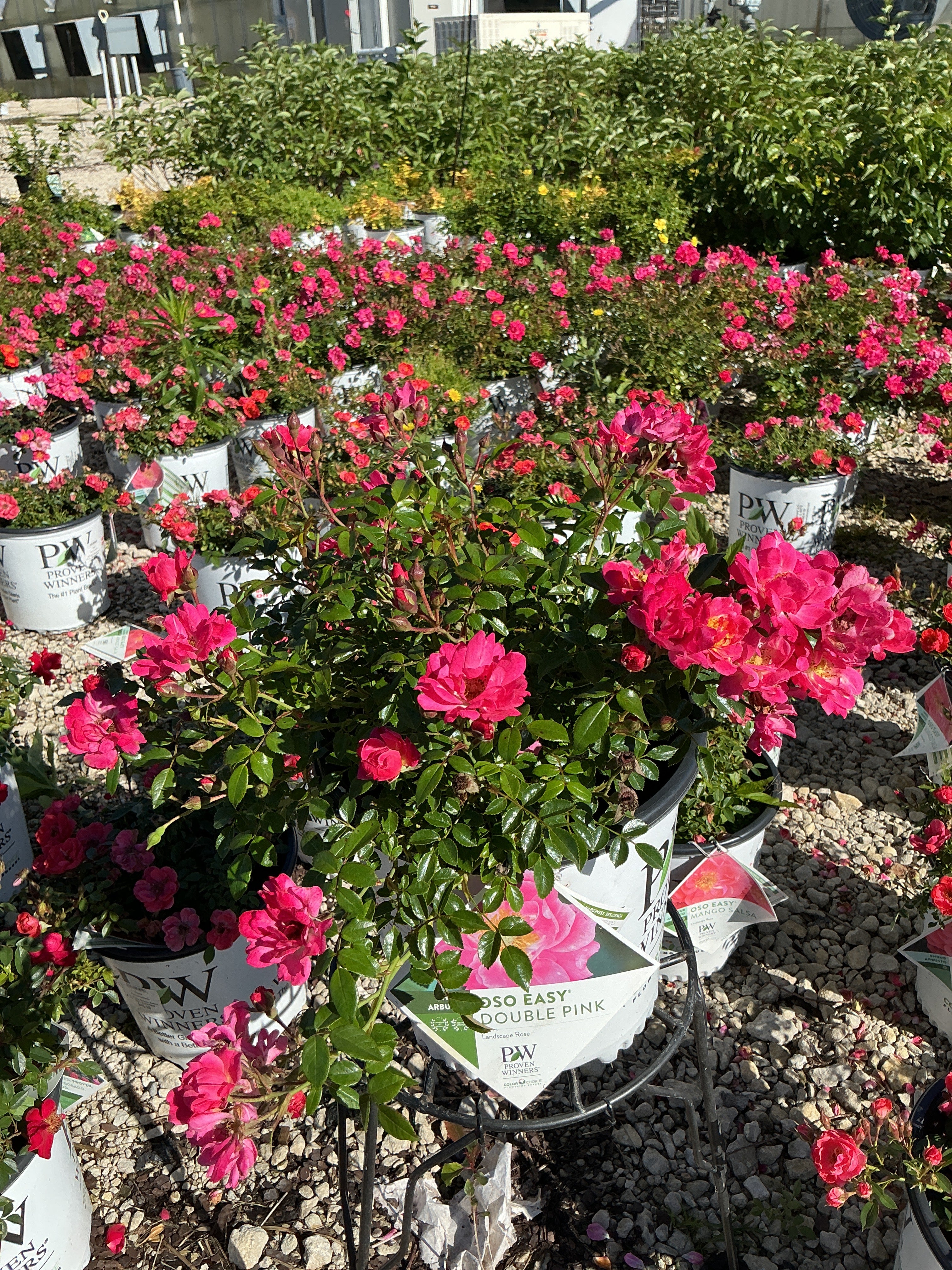 Rose Oso Easy Double Pink